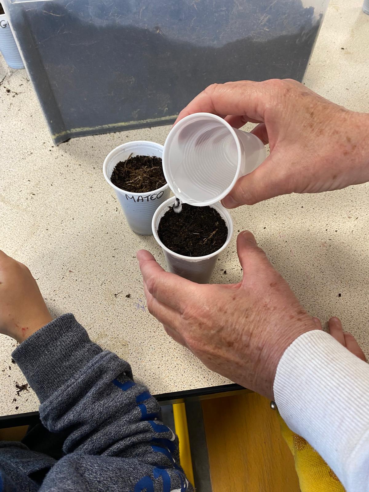 Projet avec l'association les Petits Frères - Semis de tomates