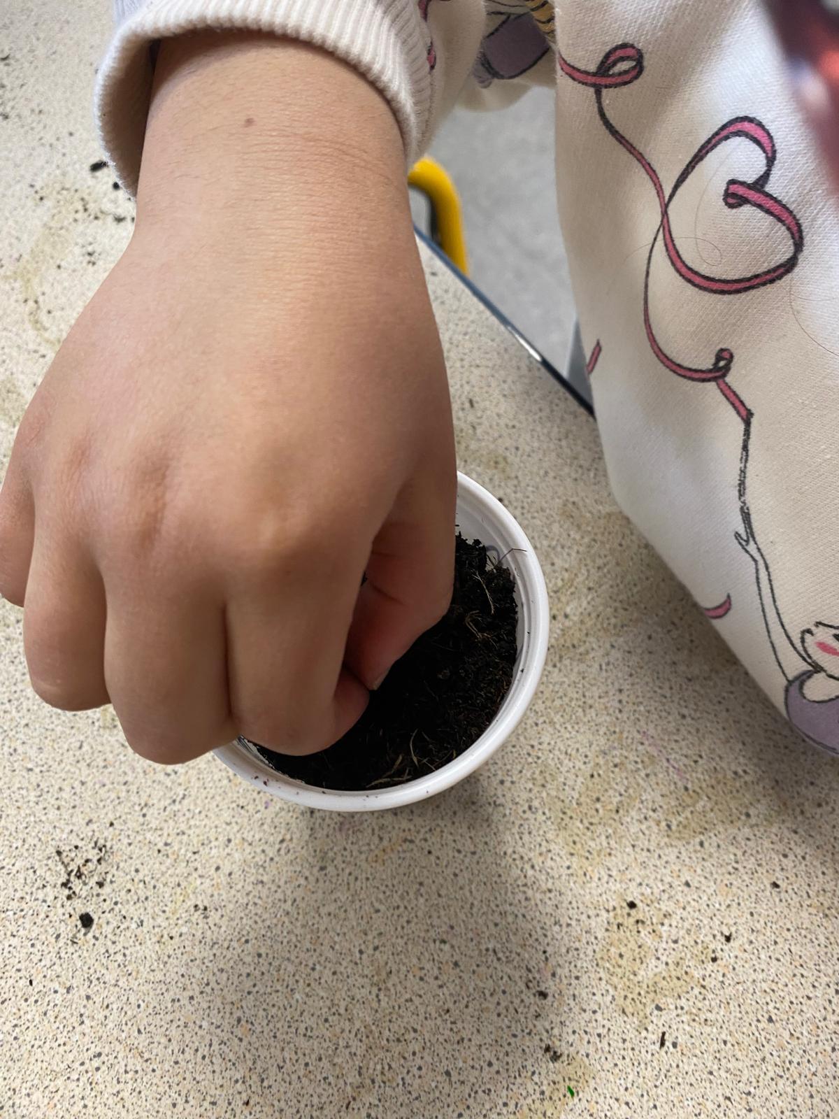 Projet avec l'association les Petits Frères - Semis de tomates