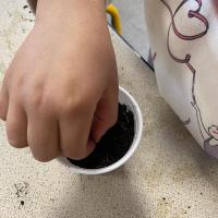 Projet avec l'association les Petits Frères - Semis de tomates