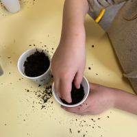 Projet avec l'association les Petits Frères - Semis de tomates